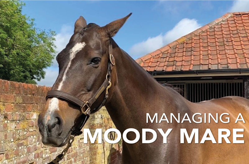 Managing a Moody Mare  | Equine Science Matters™